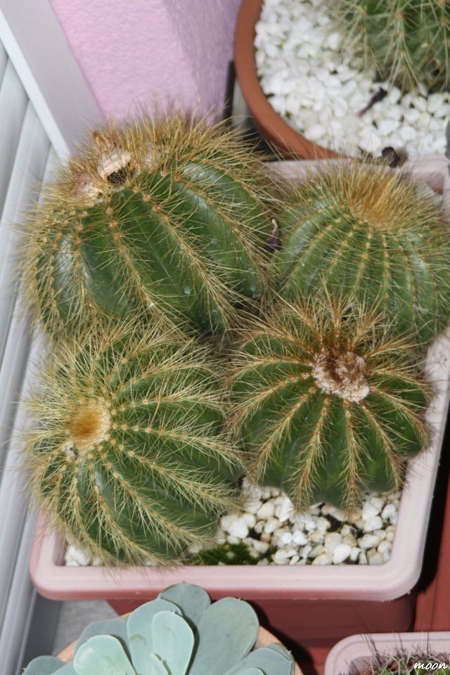 kaktus